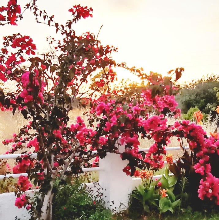 Agios Gordios Villa | Villa Marietta