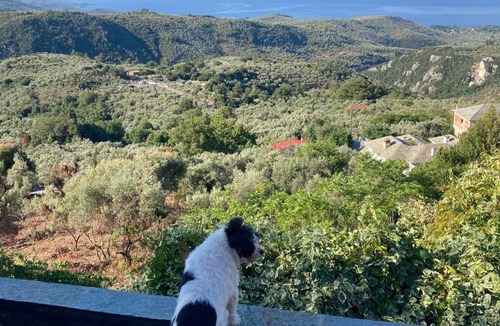 Milies House | A Second Home for Perky Roses, at Milies, Pelion, Volos Greece