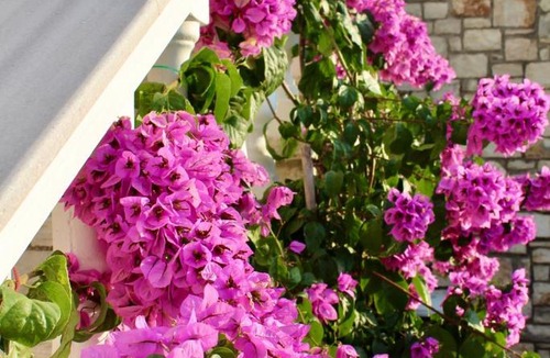 Himare Apartment | Elizabeth Apartments Himare