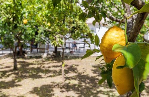 Skopelos Town Apartment | Lemon Trees Rooms & Studio