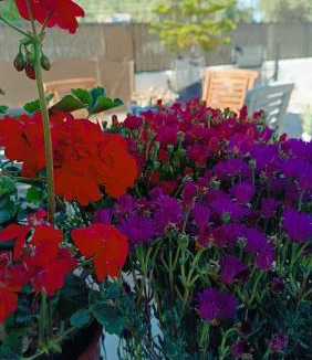 Skiathos Town House | Lyra's house