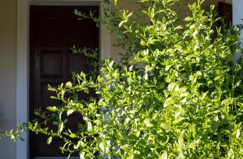 Agia Marina Apartment | Olive Grove Zakynthos