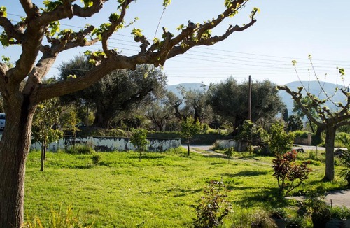 Agia Marina Apartment | Olive Grove Zakynthos
