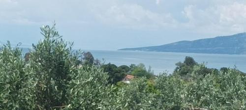 Skidra House | Olive Horizon Villa