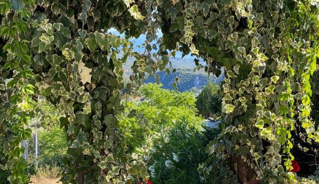 A Second Home for Perky Roses, at Milies, Pelion, Volos Greece