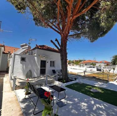 Limnos Twin Pine