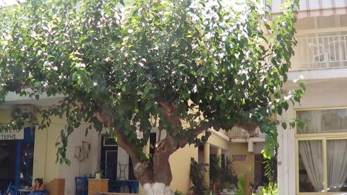 Mouroukis Rooms in Loutra Edipsou
