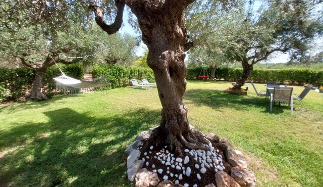 Olive Harmony House in Messaia