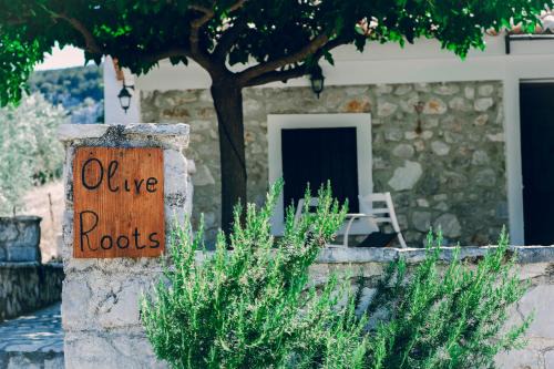 Olive Roots in Avgón
