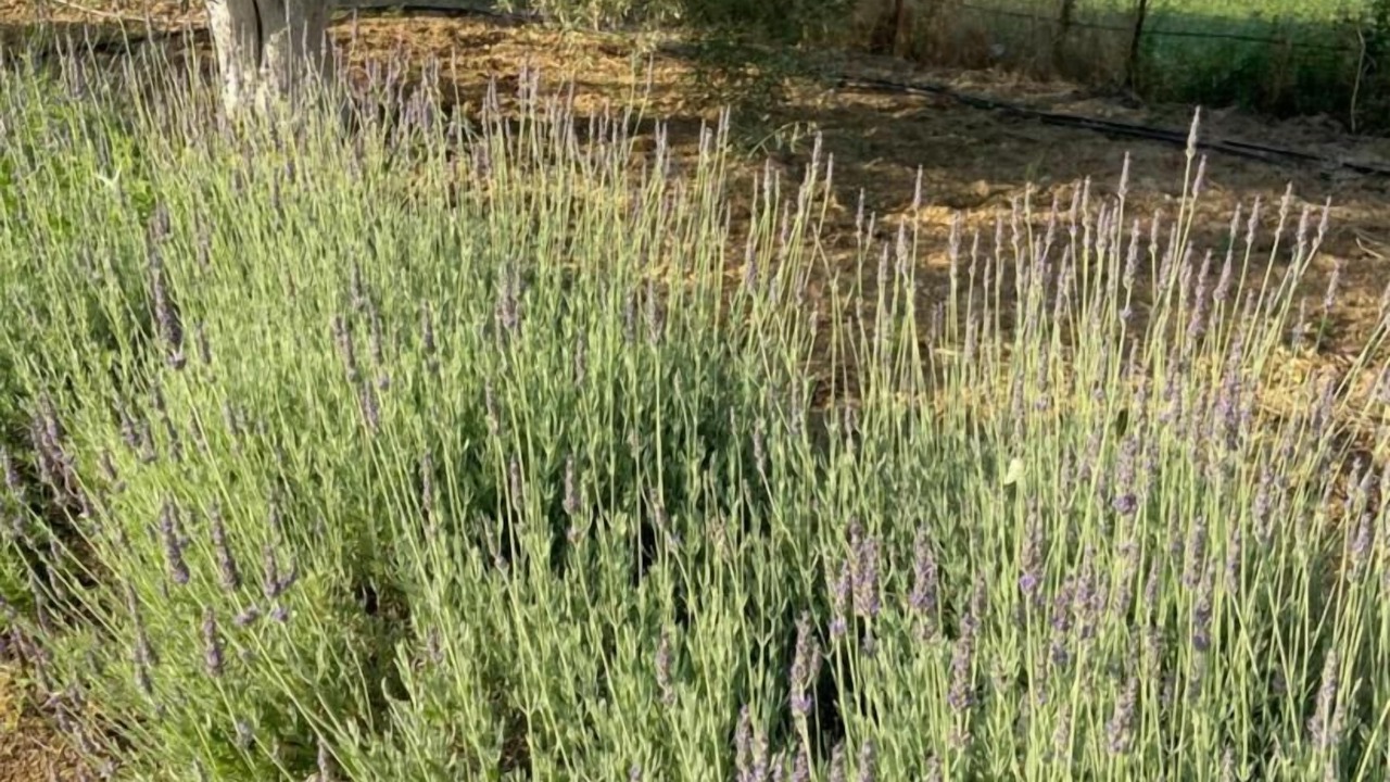 Photo of Outdoor in Chalcis