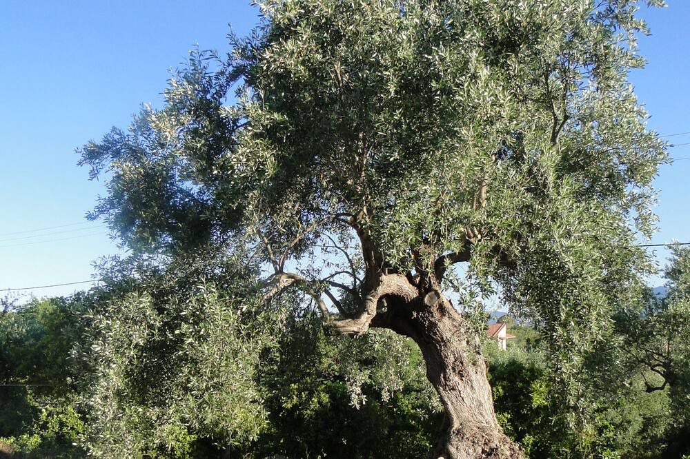 Photo of Outdoor in Lepreo
