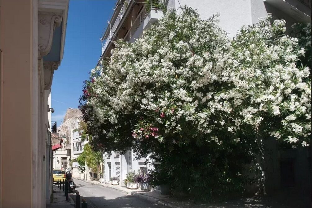 Photo of Others in Plaka