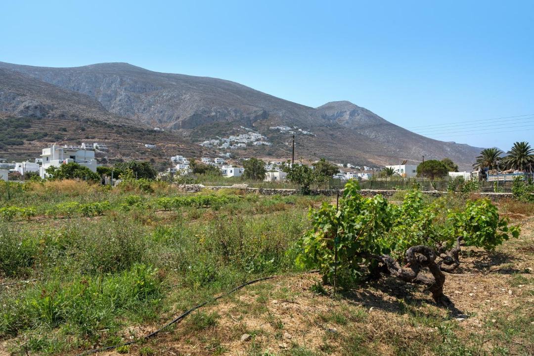 Photo of Others in Aegiali