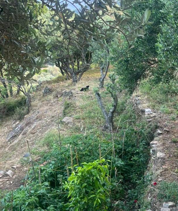 Photo of Others in Ikaria