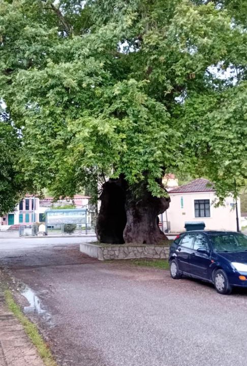 Photo of Others in Trikala