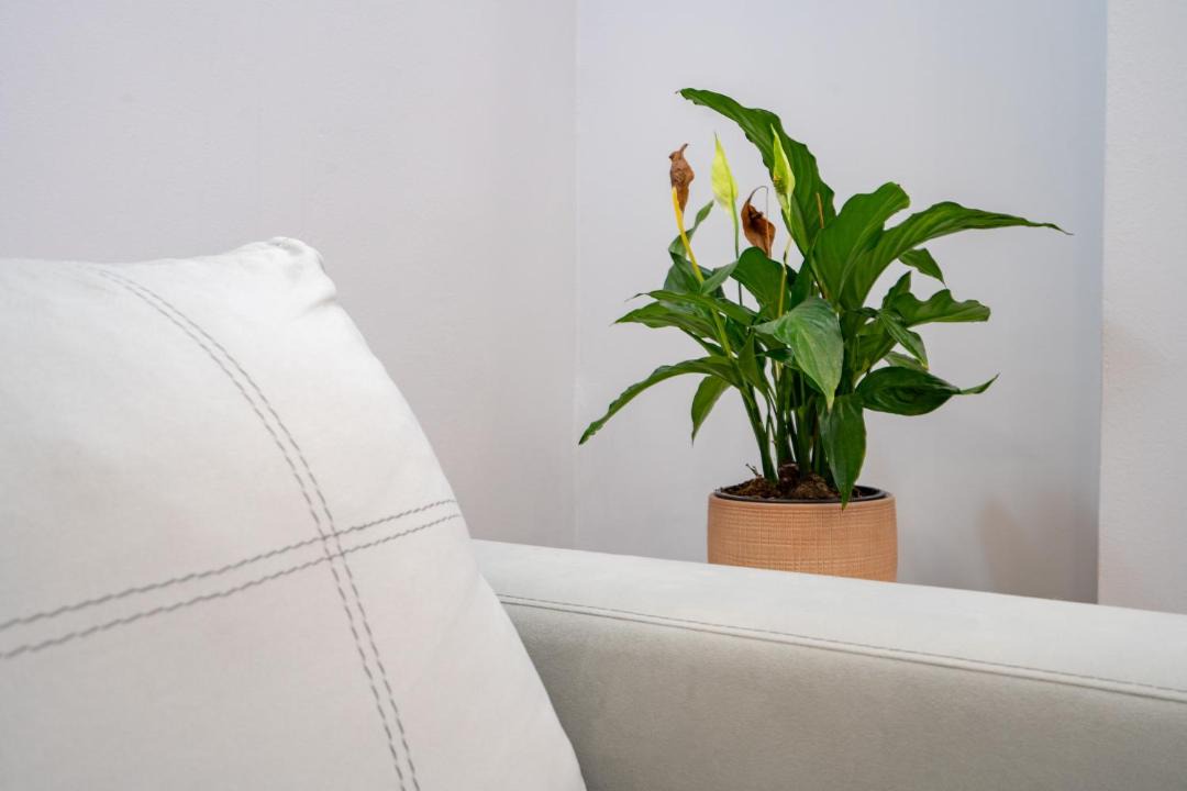 Photo of Livingroom in New Kypseli