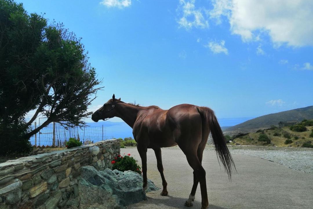Photo of Others in Tinos