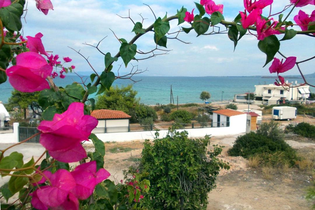 Photo of Others in Milos