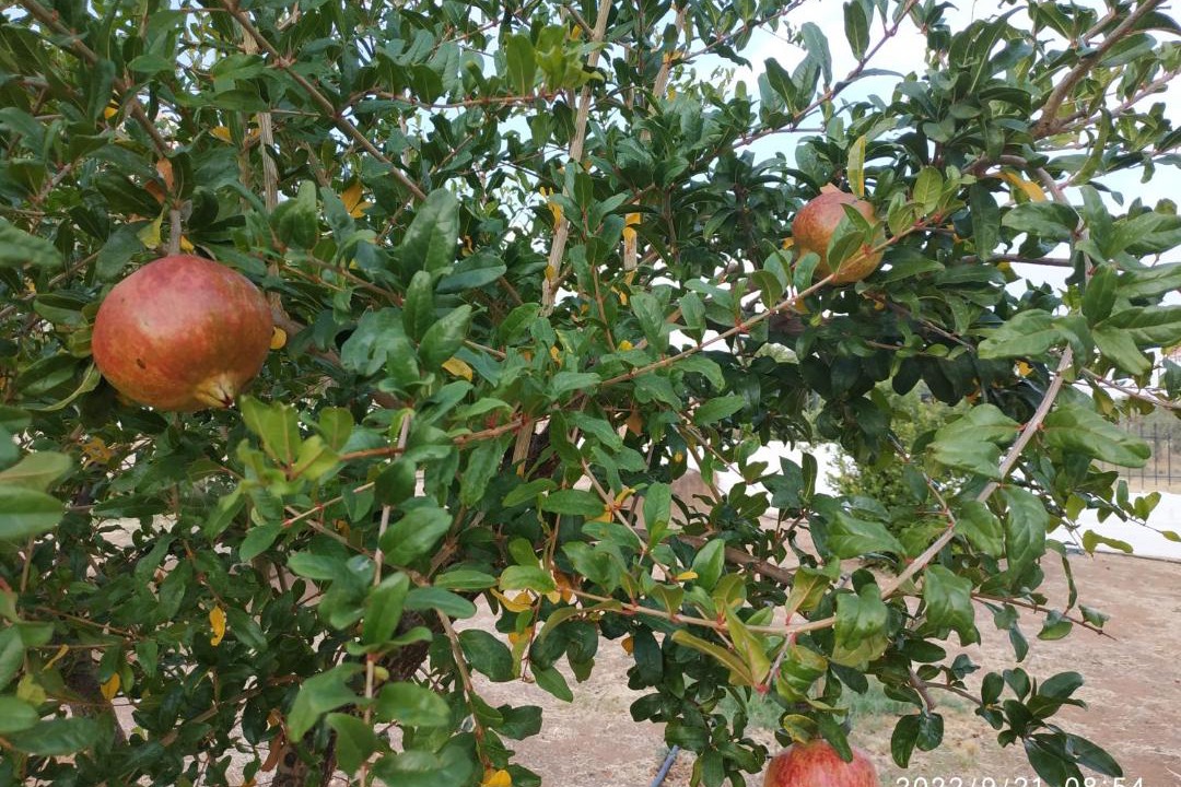 Photo of Others in Korithion