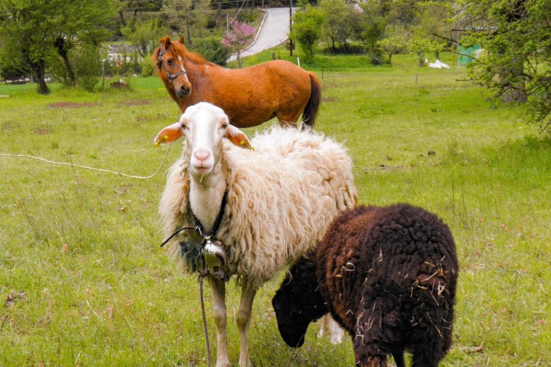 Photo of Others in Kakalioraiika